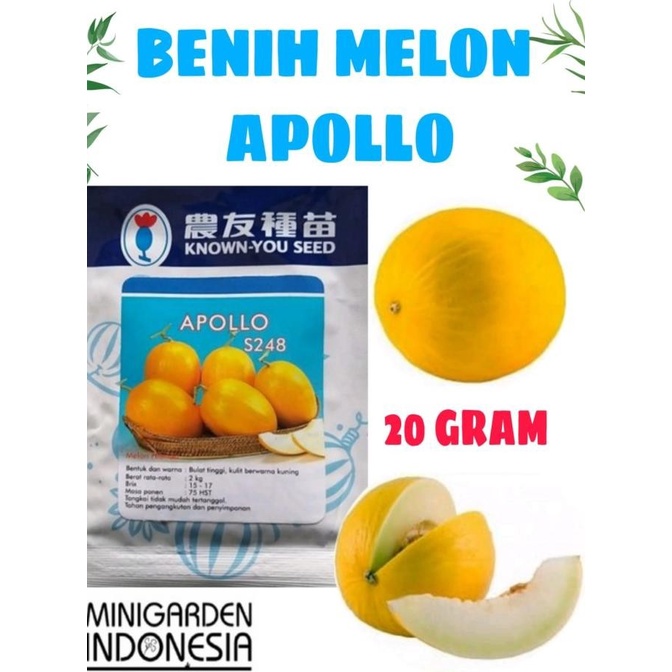 ASLI BENIH MELON APOLLO 20GRAM biji melon golden emas kuning known