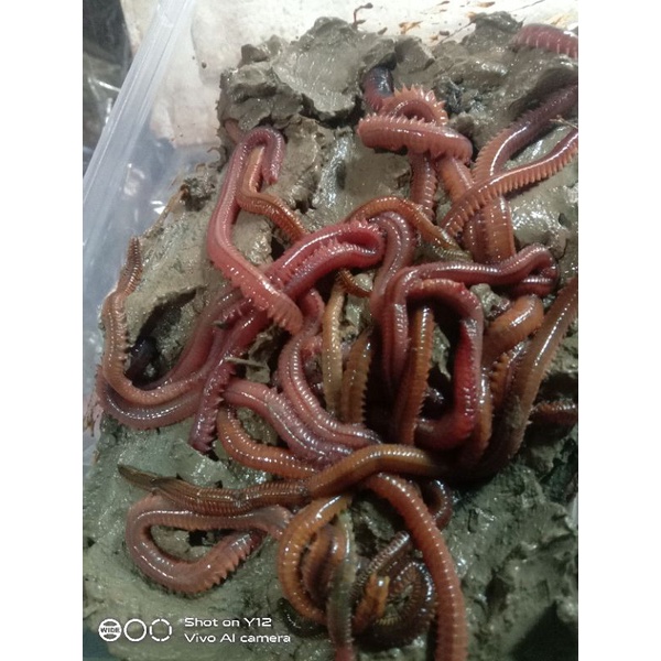 cacing laut / umpan galatame lele dan bawal