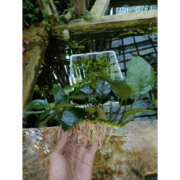 anubias Nana mp aquascape