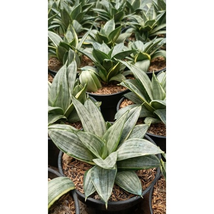 Sansevieria silver frost