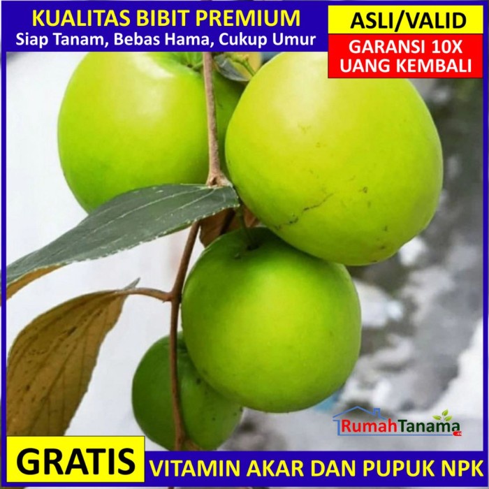 JUAL BIBIT TANAMAN BUAH PUTSA (APEL INDIA) UNGGUL, MURAH, BERGARANSI