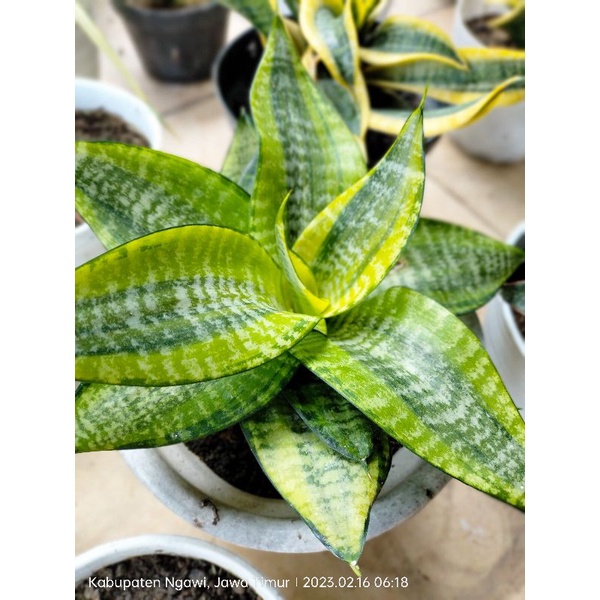 Sansevieria Hahni Philipine
