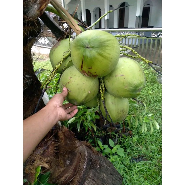 bibit kelapa wulung asli bibit kelapa genjah Wulung