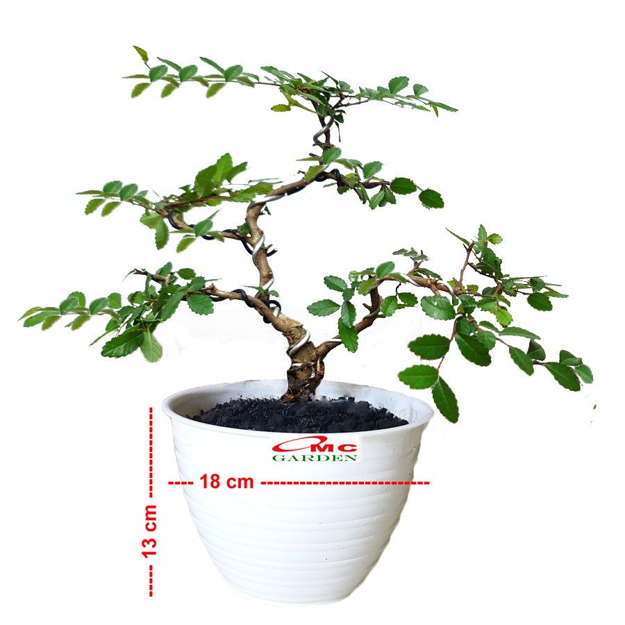 Bonsai Bonsae Ulmus Mikro Micro Elm Cina 001