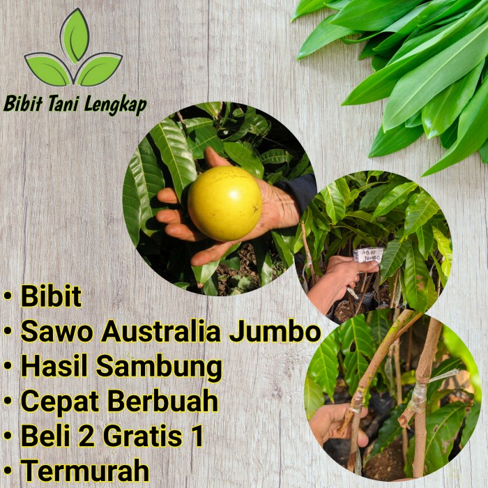 BIBIT TANAMAN BUAH SAWO ABIU AUSTRALIA JUMBO ASLI PREMIUM