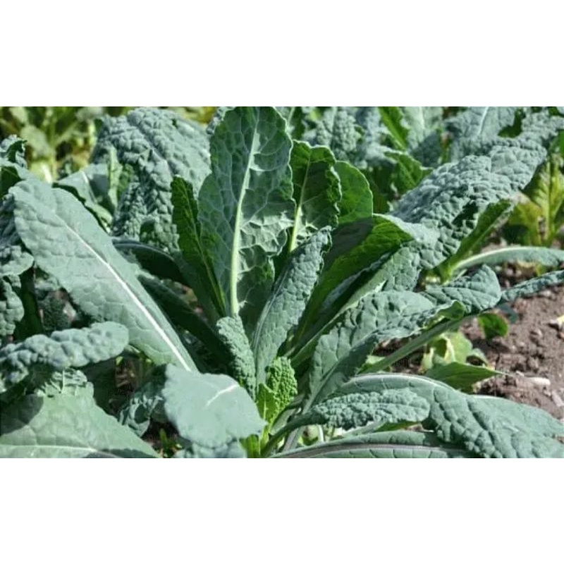tanaman kale nero/bibit tanaman kale nero