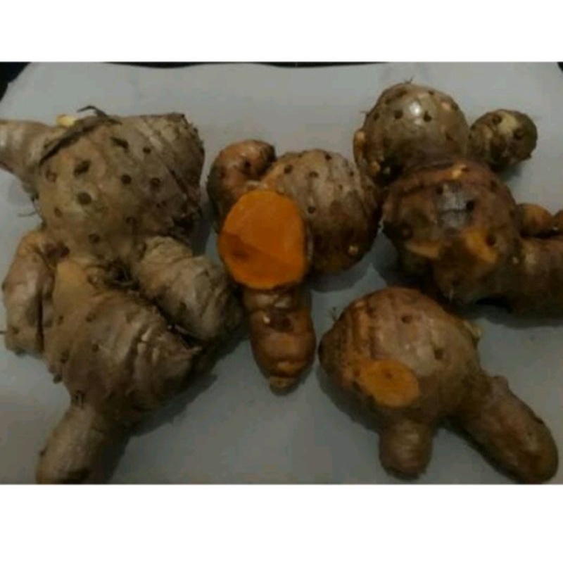 

jual koneng gede 1kg