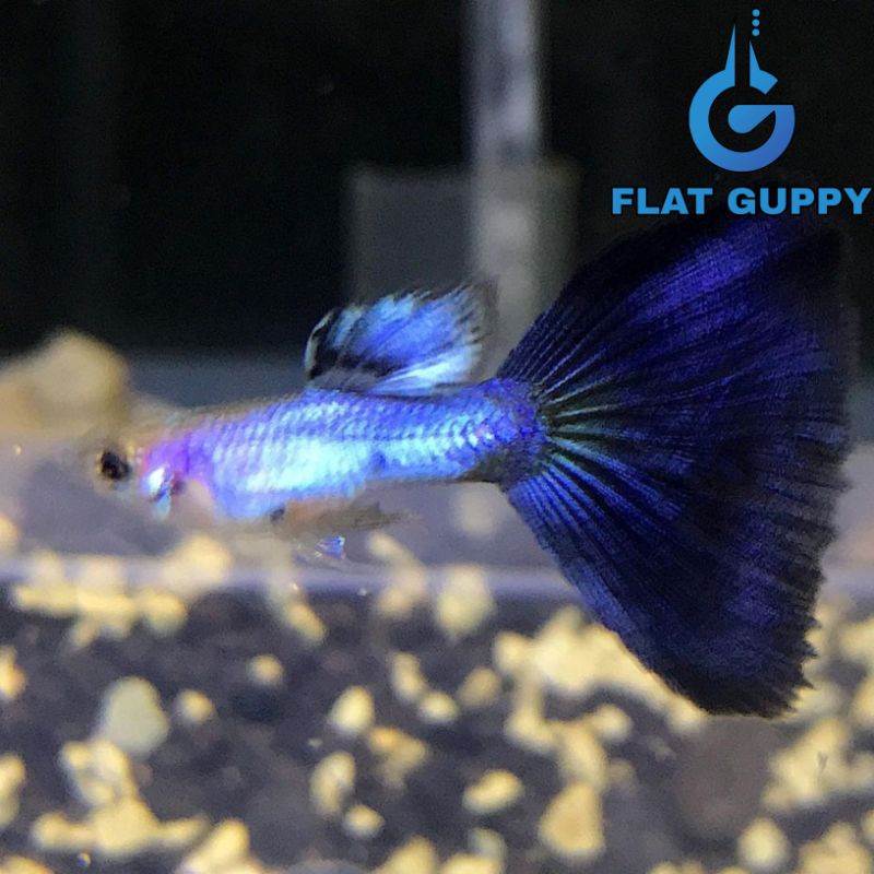 Bis COD SingaBlue Tail