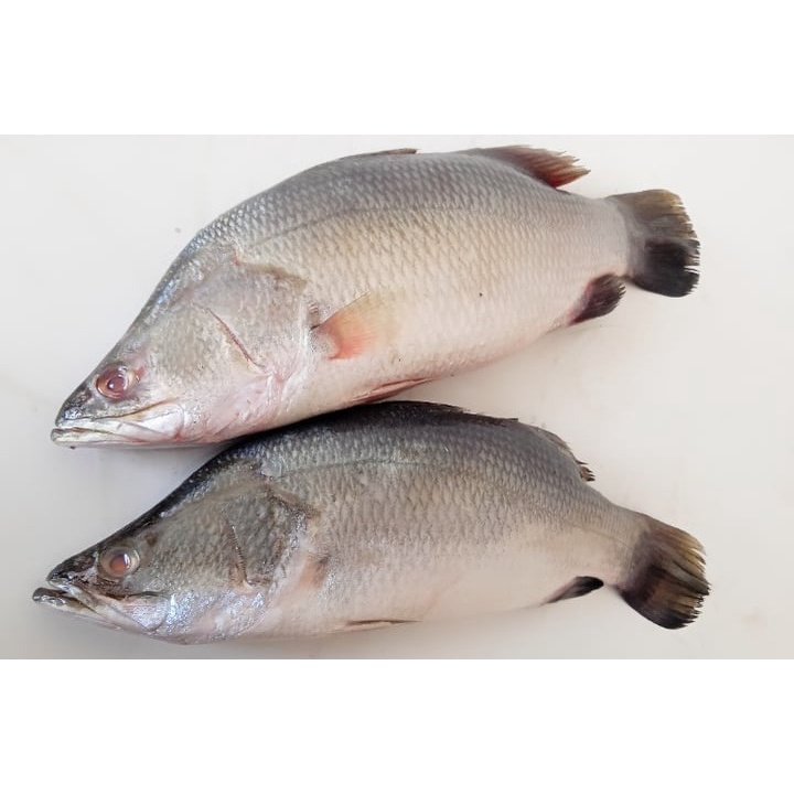 

Ikan Kakap Putih/Baramundi