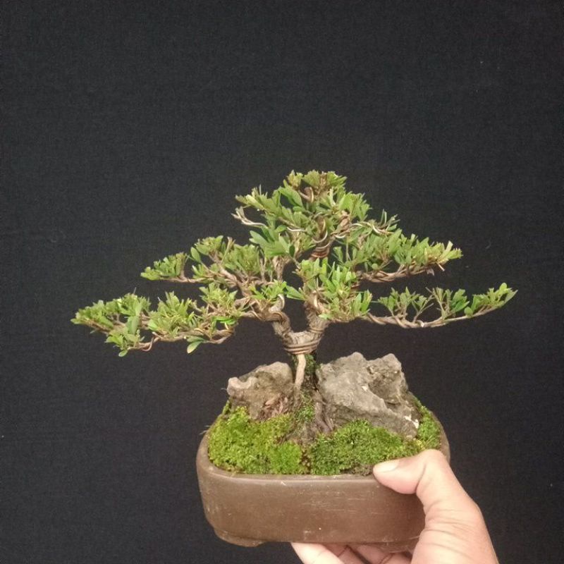 bonsai cendrawasih.sesuai gambar..tinggal pajang