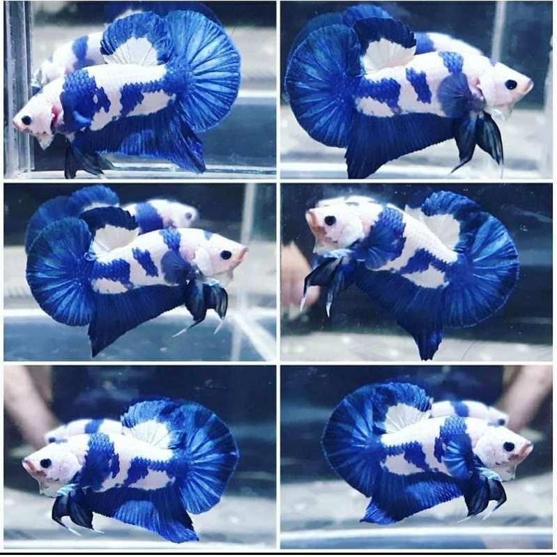 Blue rim, blue panda male