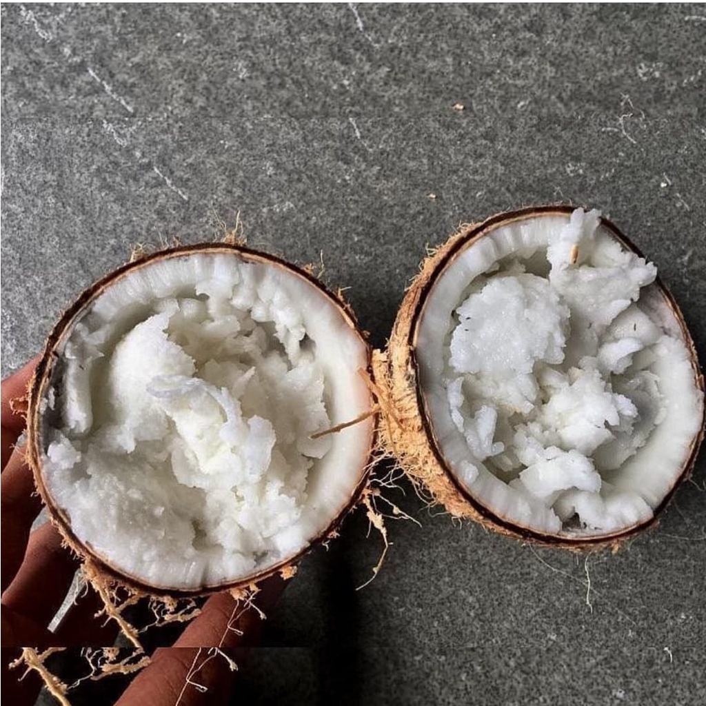 

kelapa kopyor genjah ukuran 43-44 CM