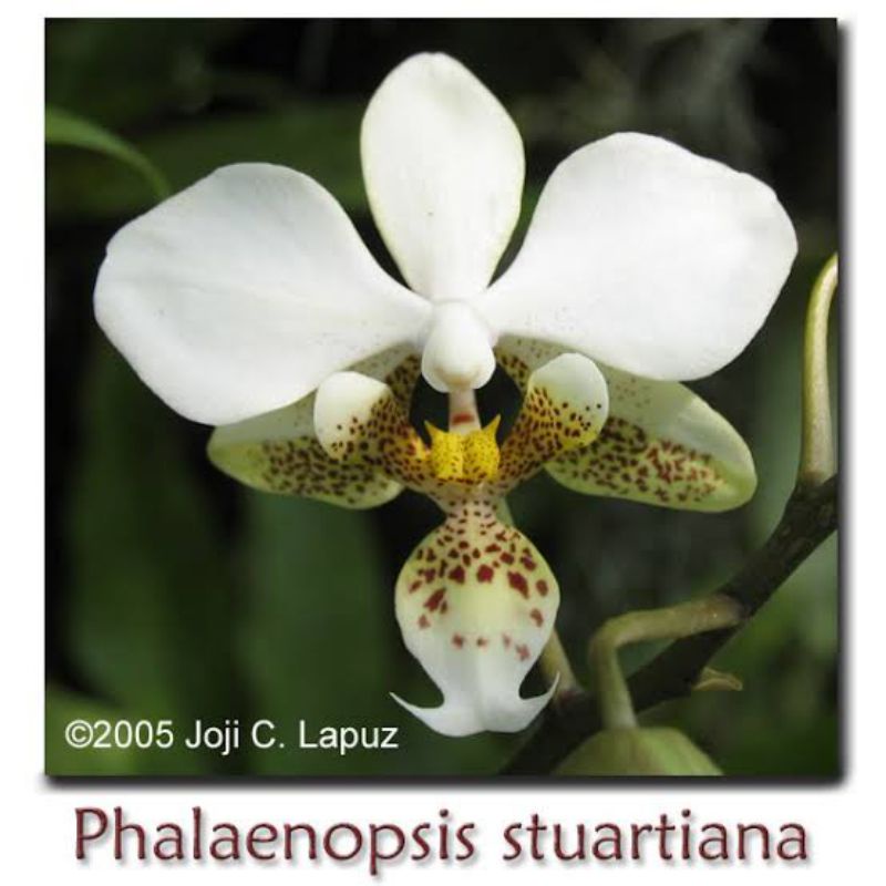 Phalaenopsis Stuartiana