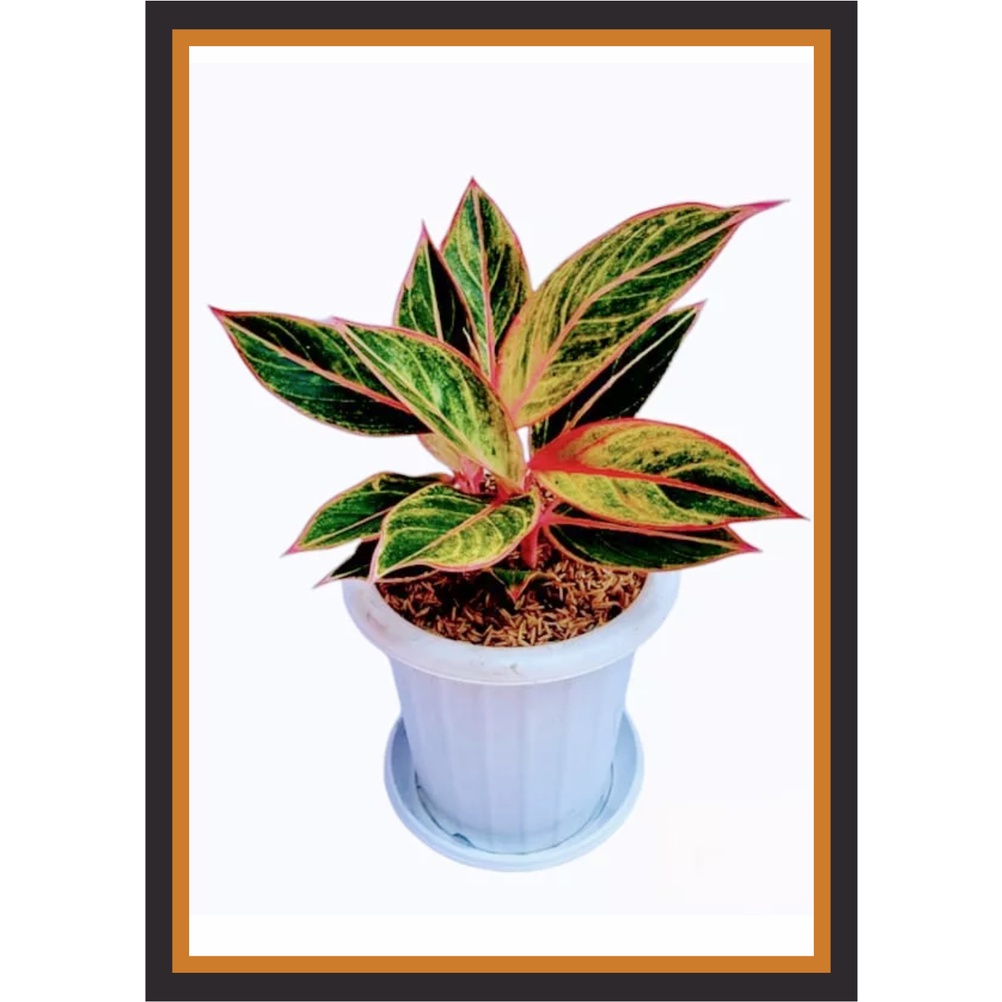 [13] Foto Bunga Aglonema  Plus Bingkai ukuran 65 x 45 cm