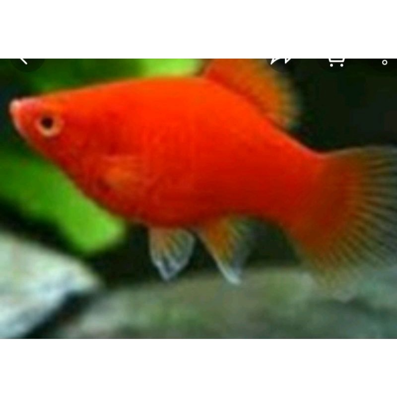 platy red coral
