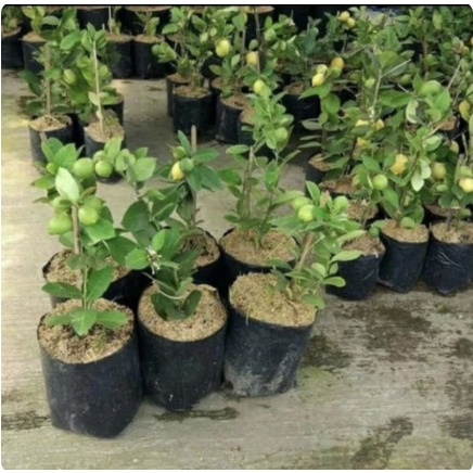 BIBIT TANAMAN BUAH JERUK LEMON SUDAH BERBUAH