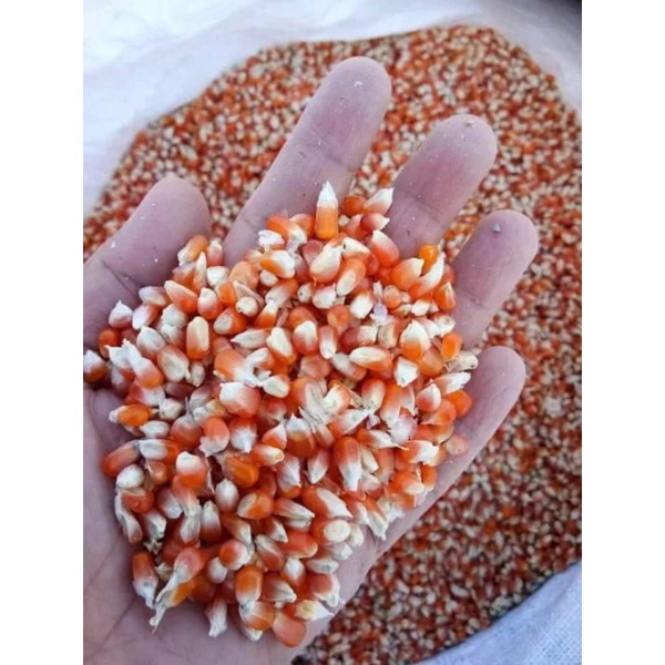 Jagung Kristal Probolinggo / Pakan Merpati