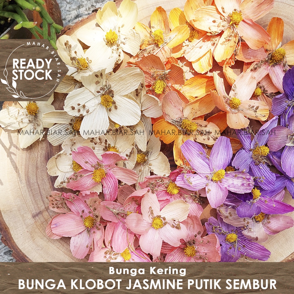 RS Bunga Kering Klobot Jasmine Putik Sembur / Bunga Jagung / Dekorasi /  Mahar / Seserahan