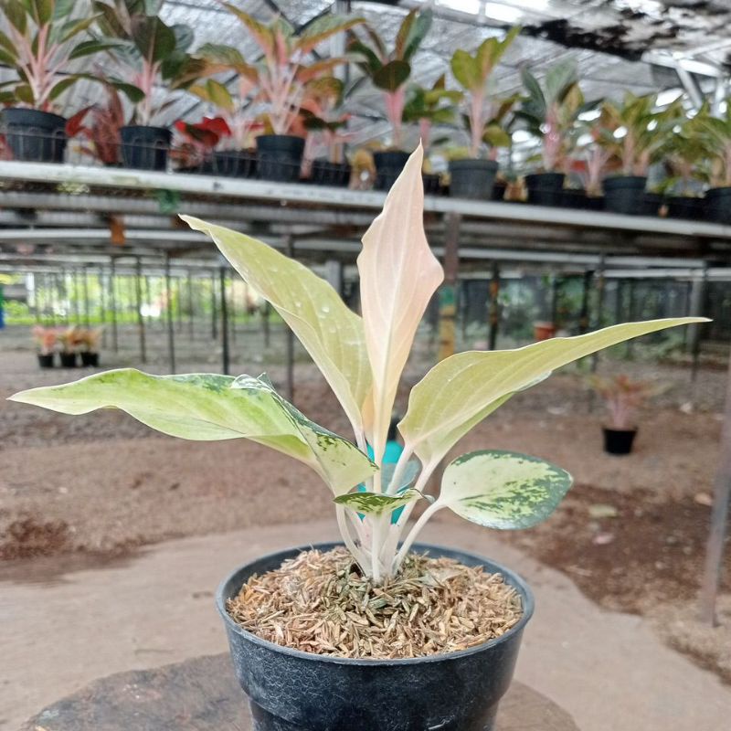PROMO AGLONEMA  Aglaonema Golden Love