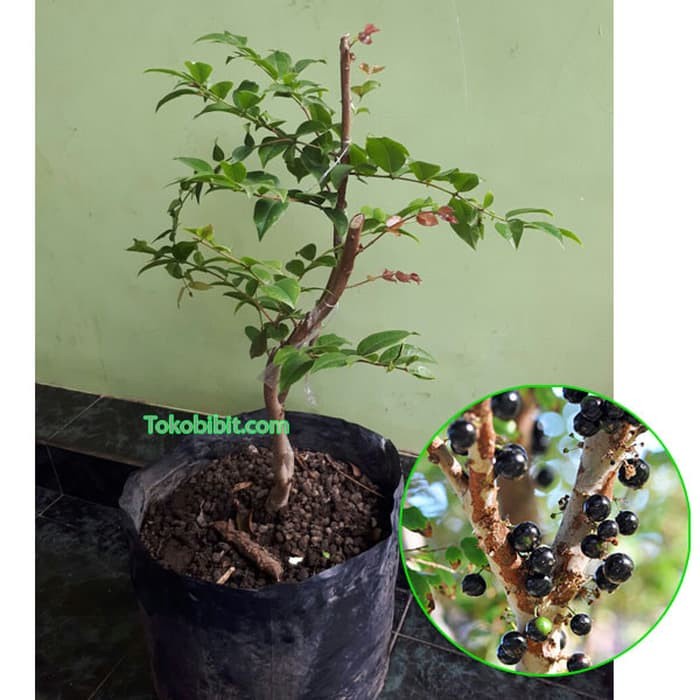 TANAMAN BUAH ANGGUR POHON PRECO