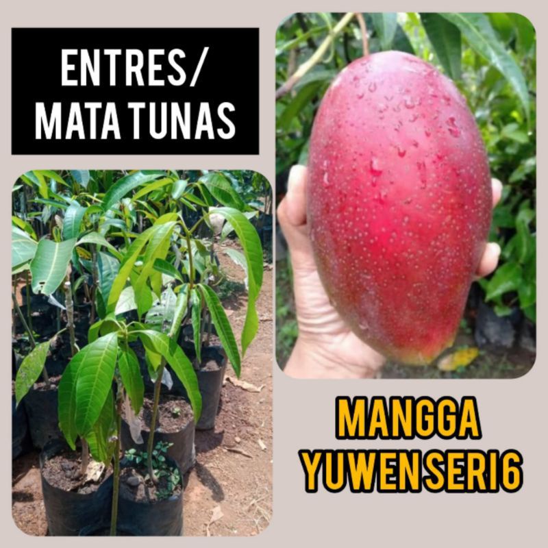 Entres Batang segar Mangga Yuwen Seri 6 Super Laris