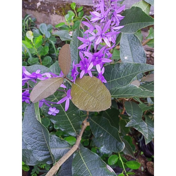 tanaman bibit wisteria