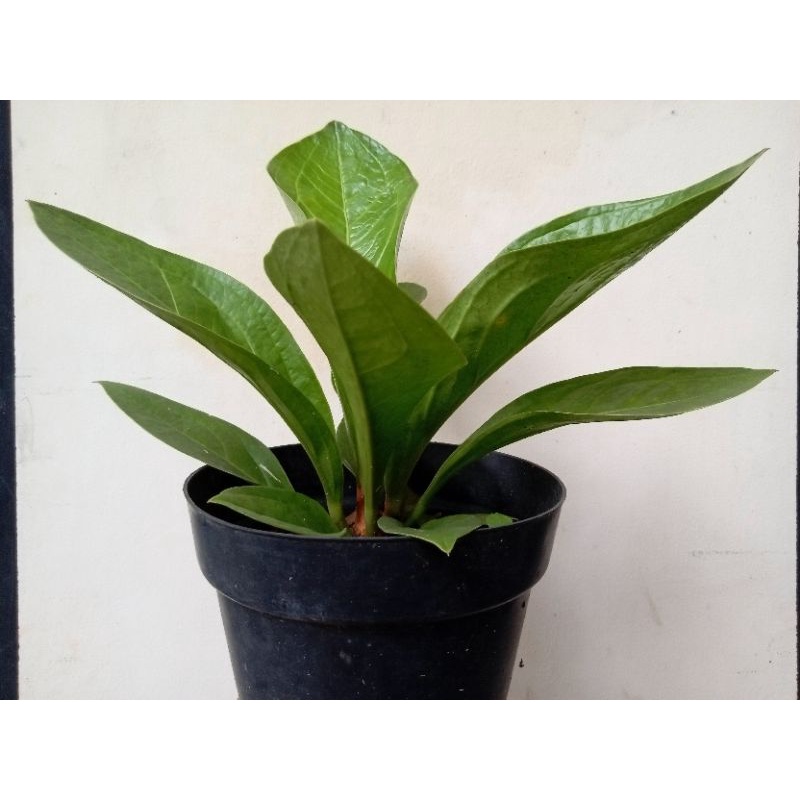 ANTHURIUM JEMANI KOBRA