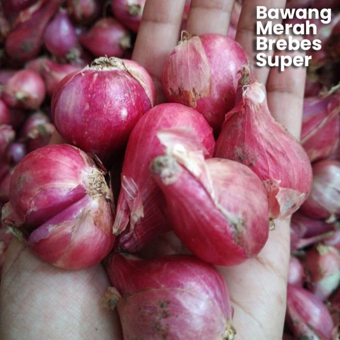 

Promo Bawang Merah Brebes 1 kg Kualitas Terbaik