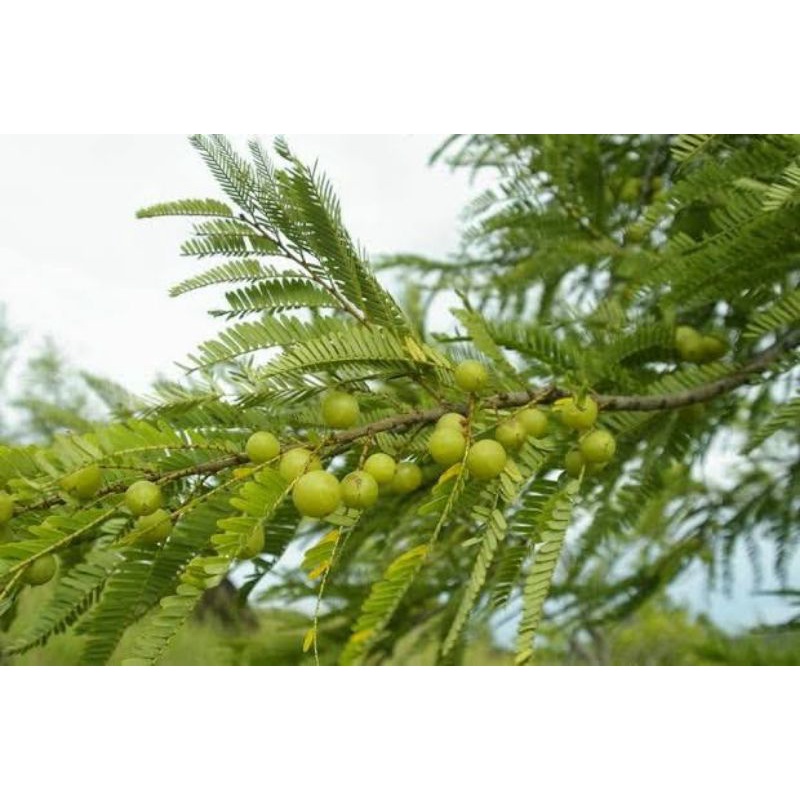 

Buah Amla atau Buah Malaka segar