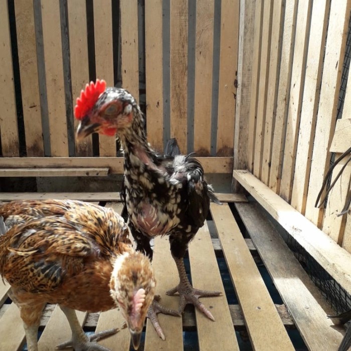Sepasang Ayam Pelung Terbaik Asli Cianjur (2 bulan)