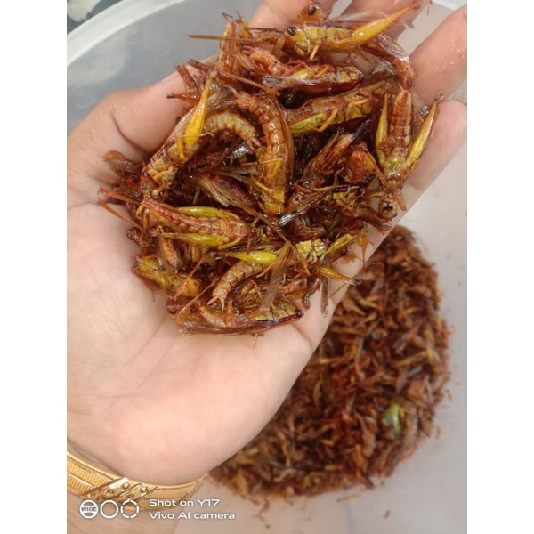 

Belalang kecil /Belalang utis / Belalang padi isi 1 kg