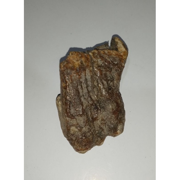 tarcan purba asli alam