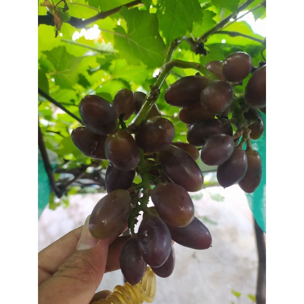 bibit anggur import gosv