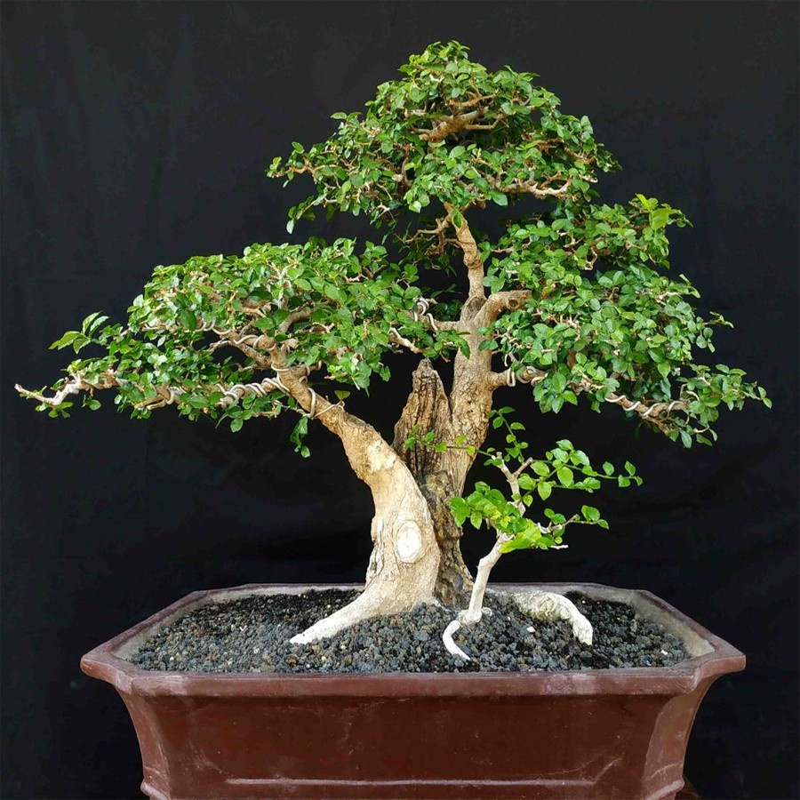 Bonsai Bonsae Mame Serut 001