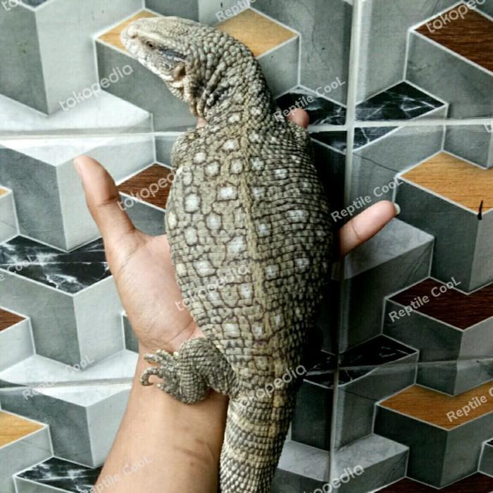Savmon savannah monitor