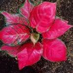 ✽ aglonema red anjamani jumbo ▼