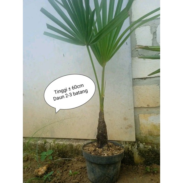 Bibit Buah Siwalan/Pohon Lontar daun 2 batang siap tanam