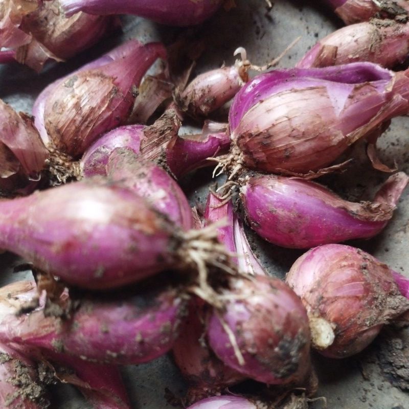 

bawang merah