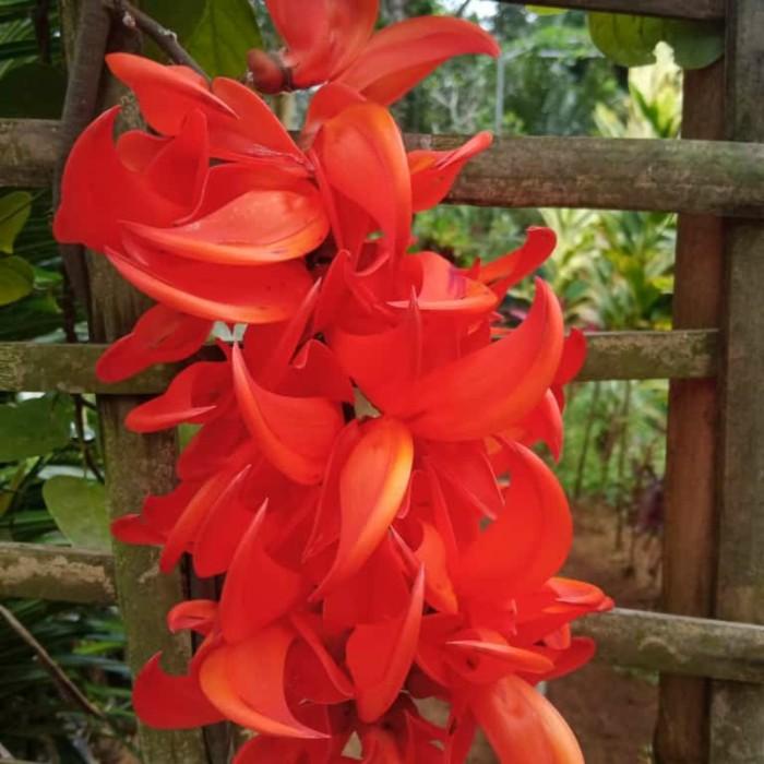 Terlaris Flame Of Irian & Bibit Tnaman Flame Of Irian