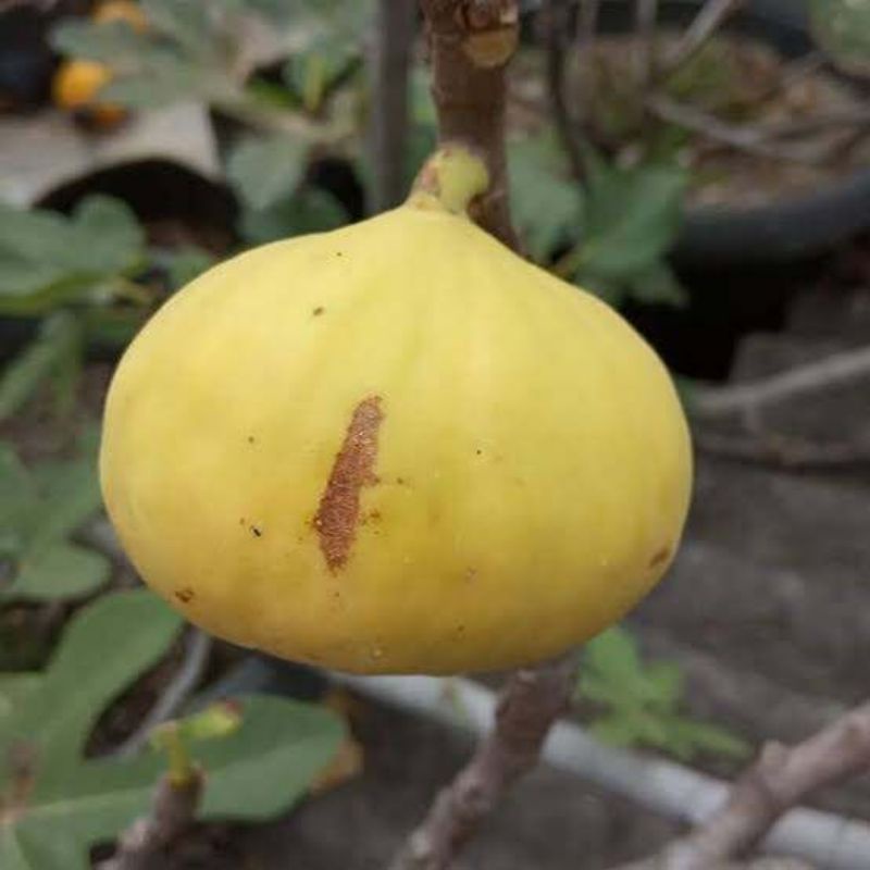 bibit cangkok buah tin Yellow Giant Khasi
