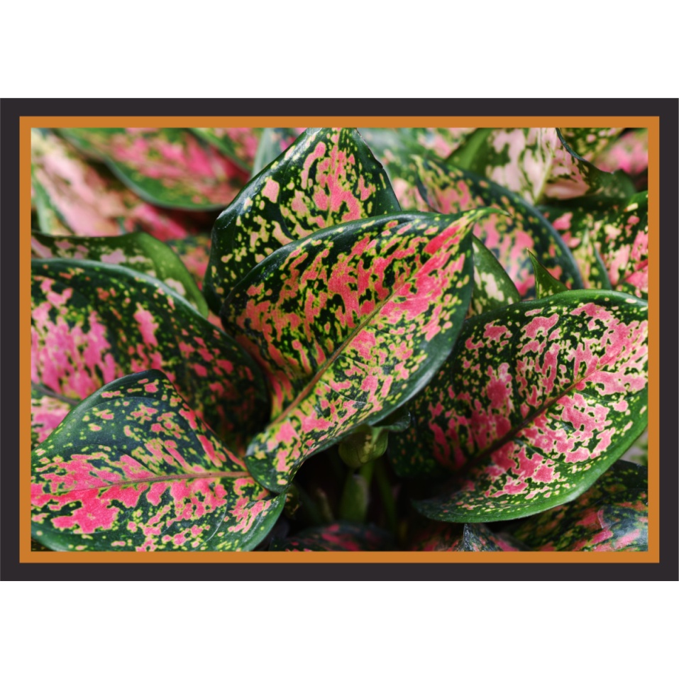 [17] Foto Bunga Aglonema Merah + Pigura Big Size 65 x 45 cm