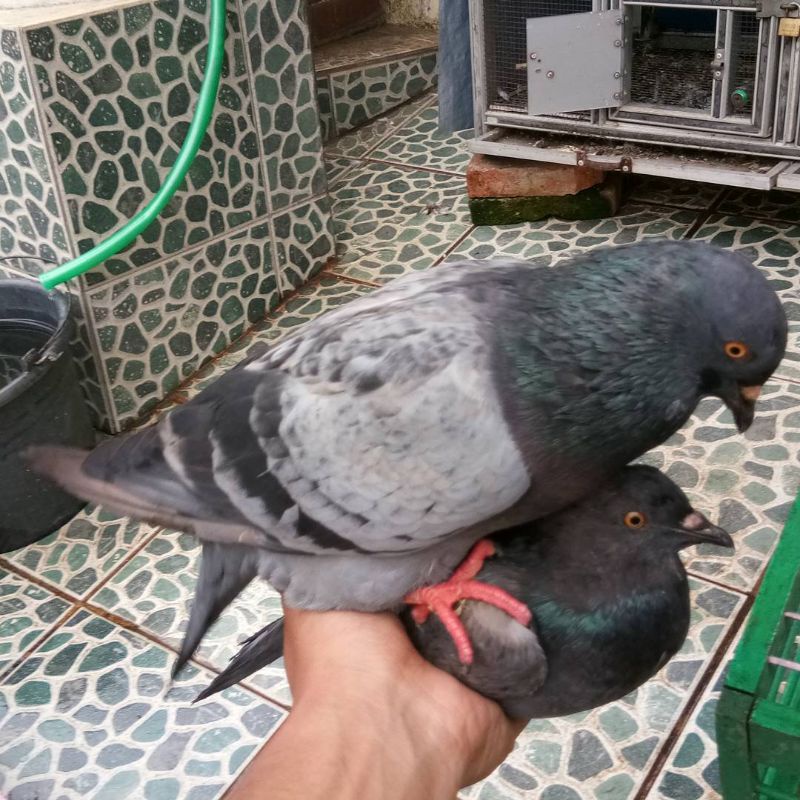 BURUNG MERPATI GIRING SEPASANG DARA KEPLEK JANTAN DAN BETINA