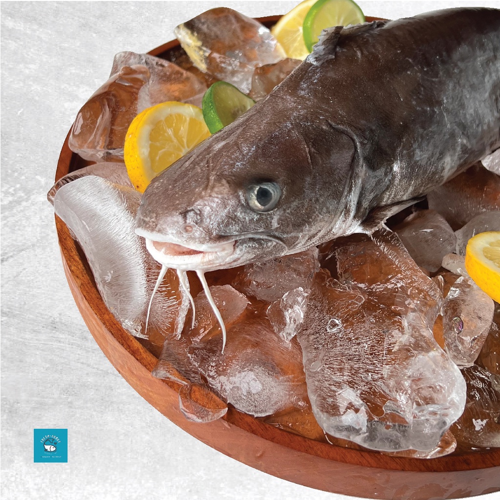 

Ikan Manyung DIJAMIN SEGAR DAN BERKUALITAS By FreshGoods