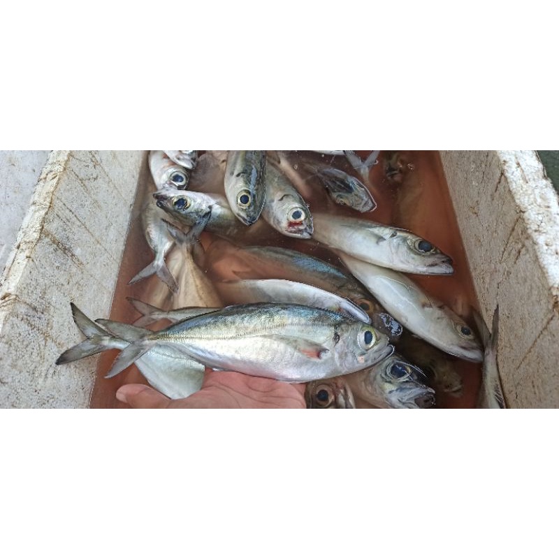 

Ikan Kembung, Ikan Benggol