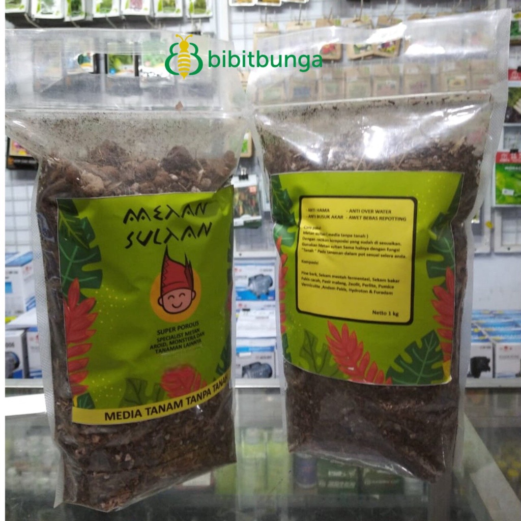 Media Tanam Tanpa Tanah Khusus Tanaman Aglaonema Aglonema Keladi Talas