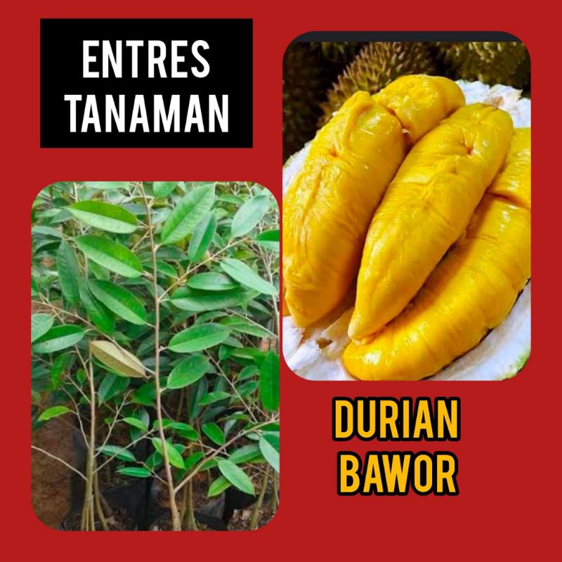 Entres Batang Segar Durian Bawor Super