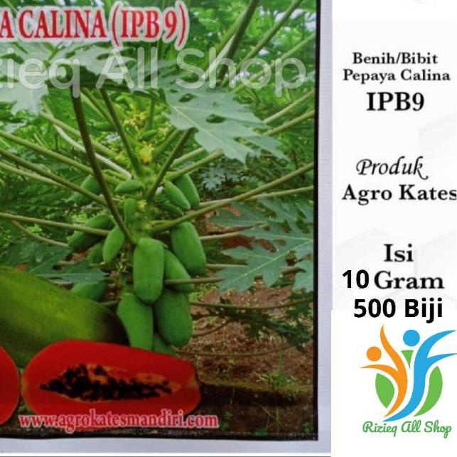 ➩ Biji Bibit Pepaya CALINA IPB-9/ CALIFORNIA isi 10Gr sekitar 500 Biji Benih Pepaya CALIFORNIA /CALI