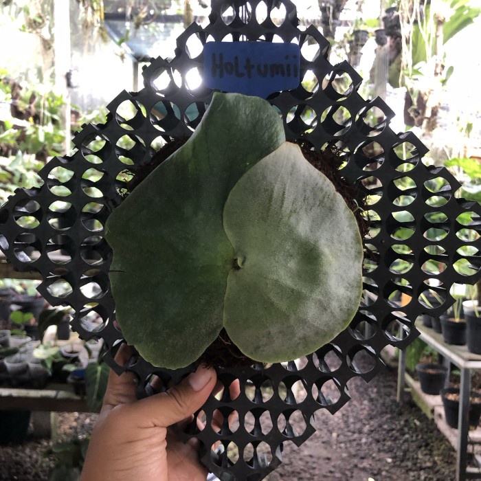 [Ready] Platycerium Holttumii Baby [Peralatan]