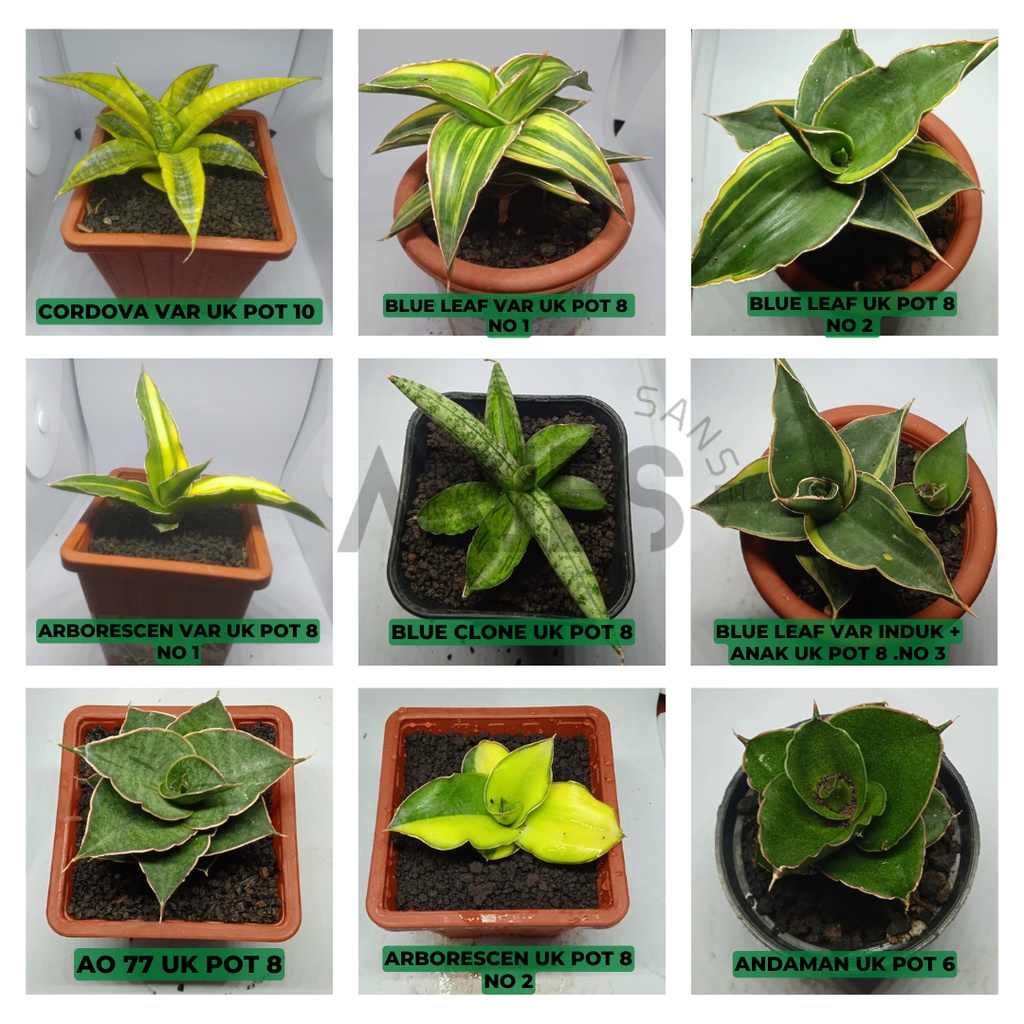 Tanaman Hias Sansivera Sensivera Cordova Varigata Blue Leaf Arboreschen Blue Clone AO 77 Andaman Pot