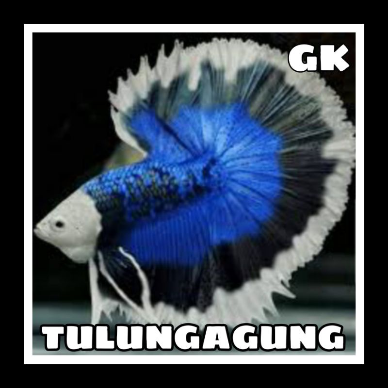 HALFMOON M+ isi 10 LEBAR